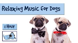 1 HOUR OF RELAXING DOG MUSIC 1 Hora de Música Relajante Para Perros 개를위한 음악 Calming Dog Music [upl. by Wyler]