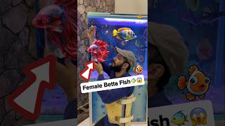 Betta Fish Larne Lagi 🐠😱 fish bettafish beetafish betta petsman aquarium goldfish [upl. by Kittie743]