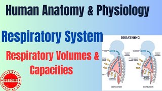 Respiratory Volumes and Capacities I Respiratory System I HAP pharmacynotes [upl. by Clementi352]