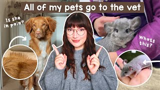 All of my pets go to the vet  Day in the life VLOG [upl. by Noiroc]