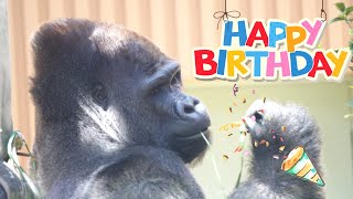 🎂Happy 24th Birthday Handsome Gorilla Momotaro 🦍🎊🎉 [upl. by Annauqahs]