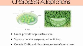 Plant Cell Structure [upl. by Anitsugua999]