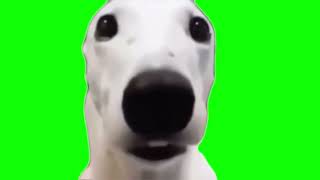 Shivering Dog Meme Green Screen Template [upl. by Keraj]