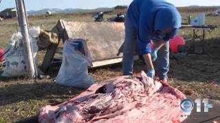 In Kotzebue traditional Alaska Native diet coming to longterm care facilities [upl. by Zwiebel]