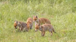 Prachtige natuurfilm quotSpringtime in Flanders fieldsquot Nederlands gesproken [upl. by Fairman656]