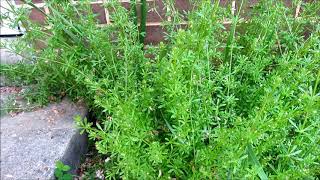 Bedstraw Cleavers Goosegrass Versatile Wild Plants [upl. by Chariot]