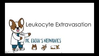 Leukocyte Extravasation [upl. by Navetse]