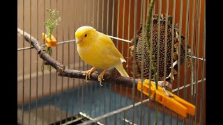 Tout savoir sur les canaris reproduction alimentation [upl. by Felike]