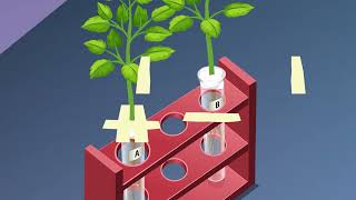 STUDY OF PHOTOTROPISM AND GEOTROPISM IN PLANTS [upl. by Vada446]