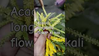 Acacia longifolia flower ki kali youtubeshorts viralvideo trending plzlike subscribe [upl. by Eimac]