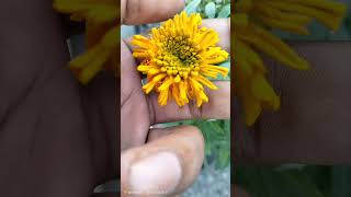 Beautiful life cycle of GendaMarigold flower 🌸 viralvideo viralvideo vlog mountains [upl. by Anirt]