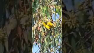 Blacknaped Oriole Oriolus chinensis shorts Birdwathching [upl. by Leiser566]