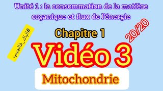 Mitochondrie  la consommation de la matière organique et flux de lénergie [upl. by Twedy]