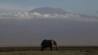 Kenya and Tanzania conduct joint wildlife census [upl. by Redan675]