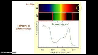 Les chloroplastes organites de la photosynthèse [upl. by Newra]