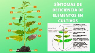 SÍNTOMAS DE DEFICIENCIAS NUTRICIONALES EN CULTIVOS [upl. by Gleason9]