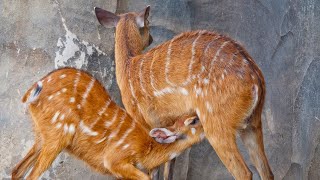 Sitatunga Tragelaphus spekii or Marshbuck Antelope [upl. by Eibob]