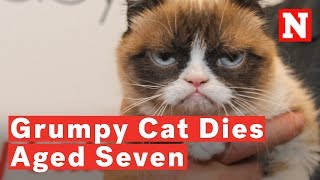 Meme Sensation Grumpy Cat Has Died Aged Seven [upl. by Dyana]