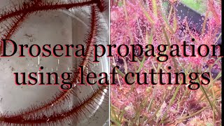 Drosera binata propagation using leaf cuttings how and when to plant leaf cuttings [upl. by Koblas]