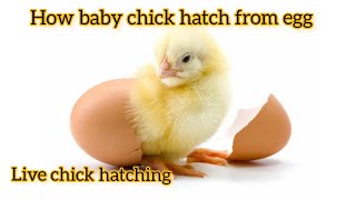 Chick hatching  How chick hatched from egg  Newly hatched chick  shorts [upl. by Naval963]