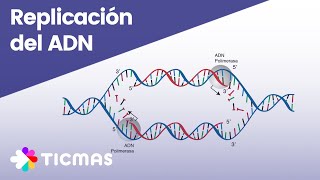 ¿Cómo ocurre el proceso de replicación del ADN [upl. by Toblat]