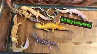 Leopard Geckos Roaming My Room [upl. by Alemahs]