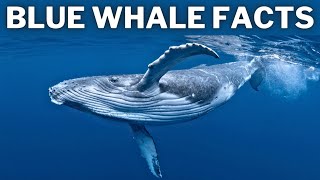 Facts About the Blue Whale  Educational Video for Kids [upl. by Skipton]