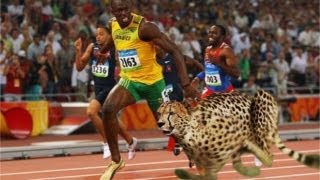 Usain Bolt Races Cheetah on Track  AMAZING [upl. by Eanel]