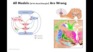 Grossbergian Neuroscience 10 Basal Ganglia Loops [upl. by Nonnek]