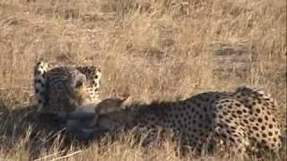 Cheetah Kills Warthog [upl. by Lezah356]