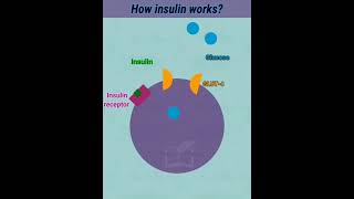 Uncovering the Secret of Insulin and Glucose Transport [upl. by Sharron]