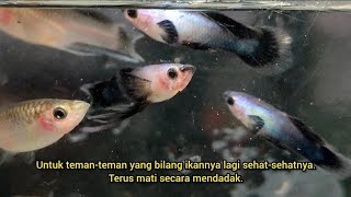 TIPS MERAWAT IKAN GUPPY DICUACA EKSTRIM 🔥 [upl. by Nnylylloh]