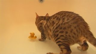 Bengal Cat loves a bath in water [upl. by Nnylrac]