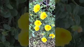 Portulaca oleracea yellow 9 o’clock flower plants garden new shortsviral subscribe views [upl. by Dnalkrik323]