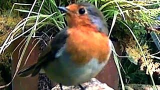 👀 cute robin latest activity from our gardencam in our Dorset ukgarden [upl. by Jarnagin]