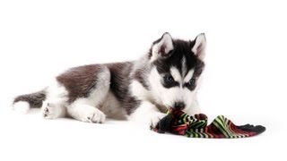 Teach Your Puppy to Leave Things Alone  Puppy Care [upl. by Martineau]