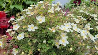 Happy Face® White Potentilla Sweet Cinquefoil  LONG BLOOMING Hardy EASY to GROW Dwarf Shrub [upl. by Uund]