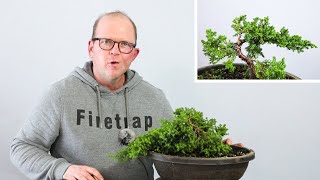 Developing a procumbens nana juniper from nursery stock [upl. by Ccasi]