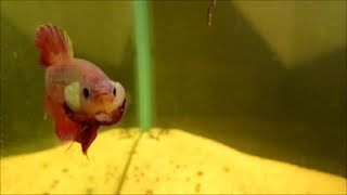 Betta Flaring Close Up HD [upl. by Bonneau]