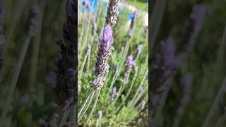 Lavanda francesa Lavandula dentata gran floración bajo consumo hidrico aromática y medicinal [upl. by Mccahill833]