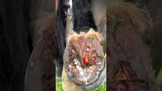 how to clean a horses feet shorts [upl. by Ellicec987]