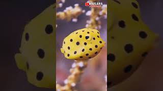 Yellow Boxfish Ikan Kotak yang Beracun shorts ikanracun [upl. by Eentruok]