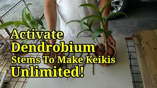 MAKE UNLIMITED KEIKIES  DENDROBIUM ORCHID KEIKIES ACTIVATION TECHNIQUE [upl. by Ameerahs]