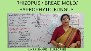 RHIZOPUSBREAD MOLDSAPROPHYTIC FUNGUS [upl. by Brentt]