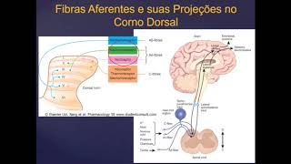 Farmacologia da Dor  Opióides Parte 1 [upl. by Marabelle]