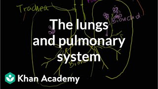 The lungs and pulmonary system  Health amp Medicine  Khan Academy [upl. by Ecyoj]