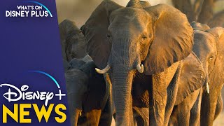 DisneyNature Elephant Coming To Disney In April  Disney Plus News [upl. by Aiciruam]