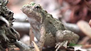 Eastern Cricket Frog Acris crepitans at SERC [upl. by Konrad45]