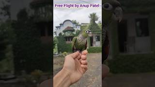 Free Flight Black Cap Conure AK 47 Bird Trainer freeflightbirds freeflightmacaw freeflybird [upl. by Sirrom]