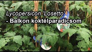 Lycopersicon Losetto  Balkon koktélparadicsom [upl. by Adnawot790]